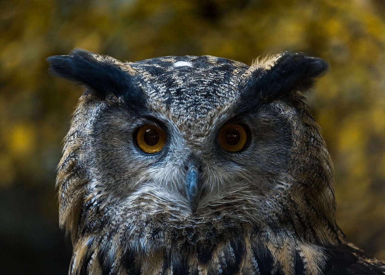 The Wise Owl: Deep Insight and Hidden Knowledge (Image Credits: Pixabay)
