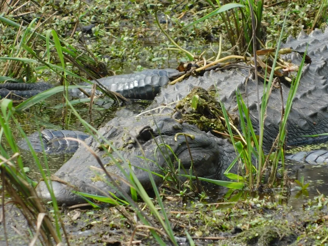 #5 South Carolina – Coastal Marshes and Growing Encounters (Image Credits: Unsplash)