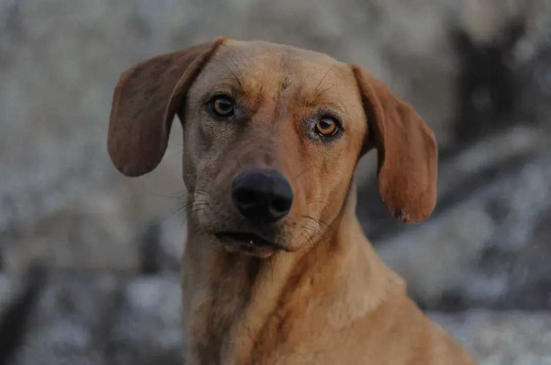 The Brain Science Behind What Dogs Actually Process (Image Credits: Unsplash)
