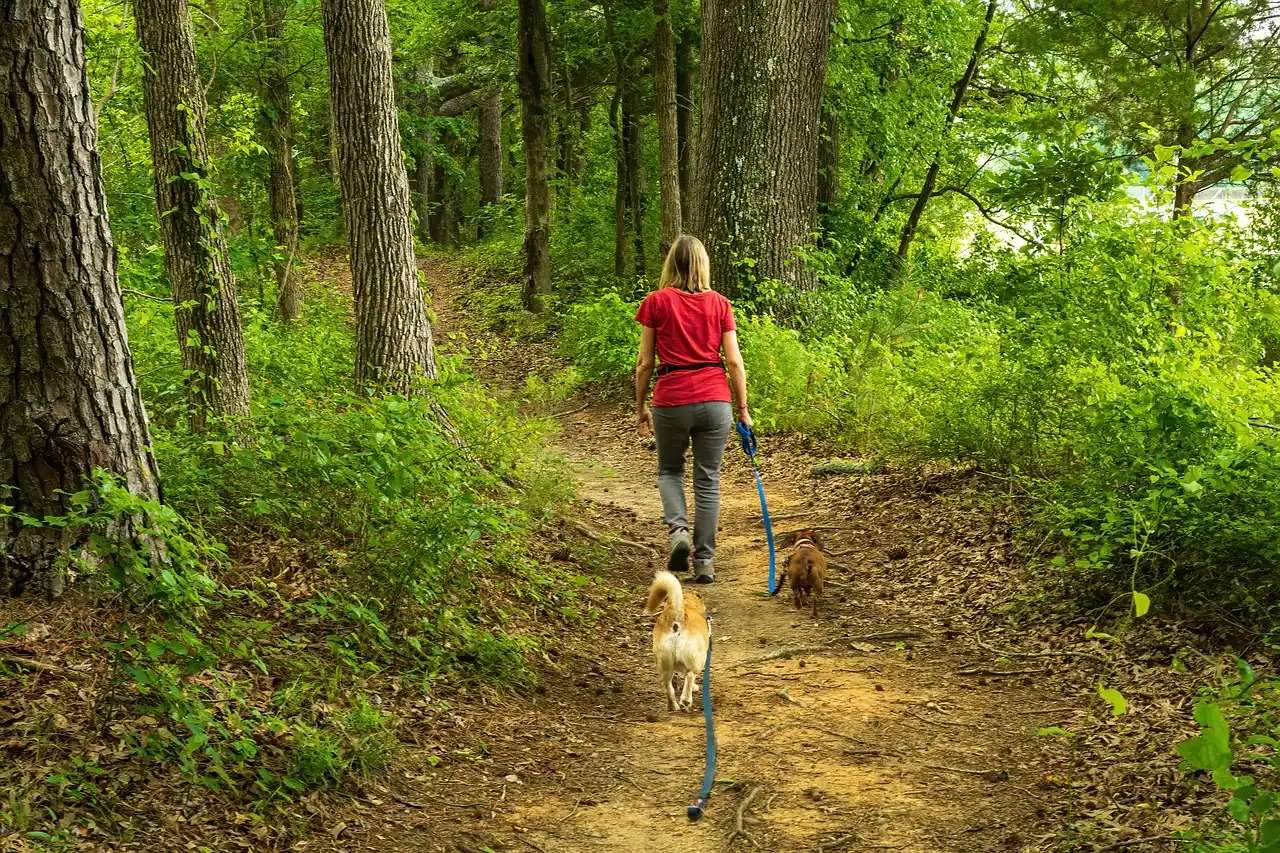 #4 - Short, Gentle Walks Instead of One Big Outing (Image Credits: Pixabay)