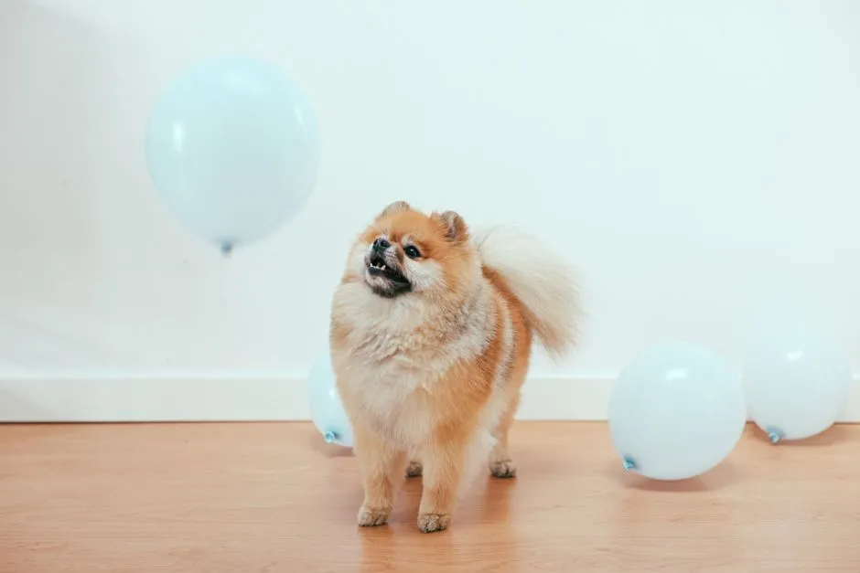 #16 - Pomeranian: Fluffy, Friendly, and Loud About It (Rarely Settles) (Image Credits: Pexels)
