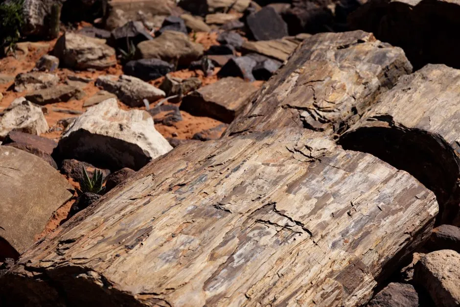 9. Climate change is rewriting the story yet again (Image Credits: Pexels)
