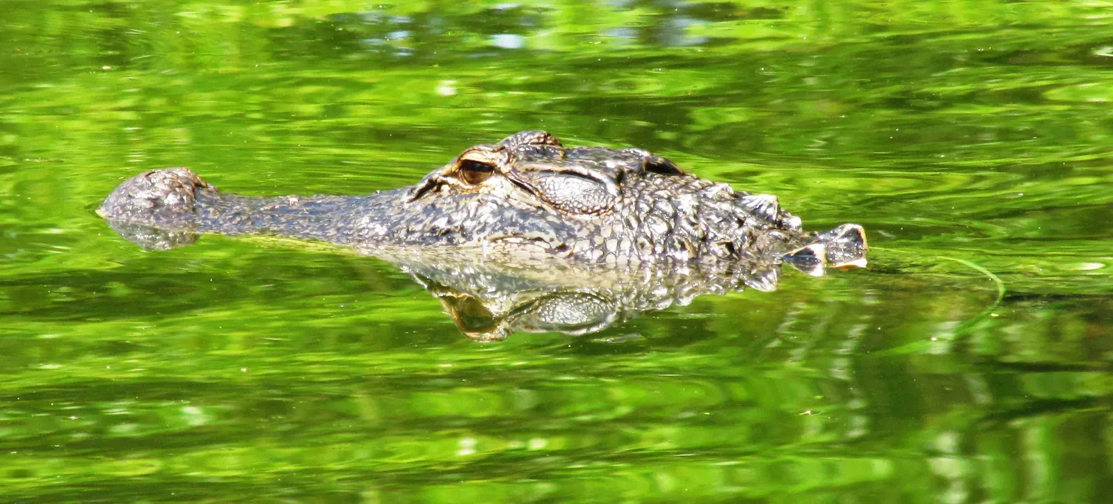 South Carolina: Alligator Alley Beyond Florida (Image Credits: Wikimedia)
