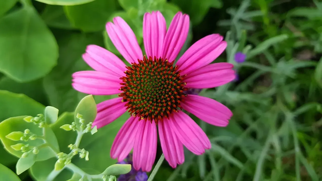 Purple Coneflower: Low Maintenance, High Impact (Image Credits: Pixabay)