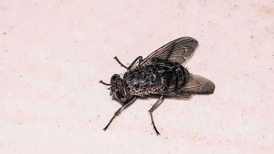 House Flies: The Deceptively Dangerous Dinner Guests (Image Credits: Unsplash)