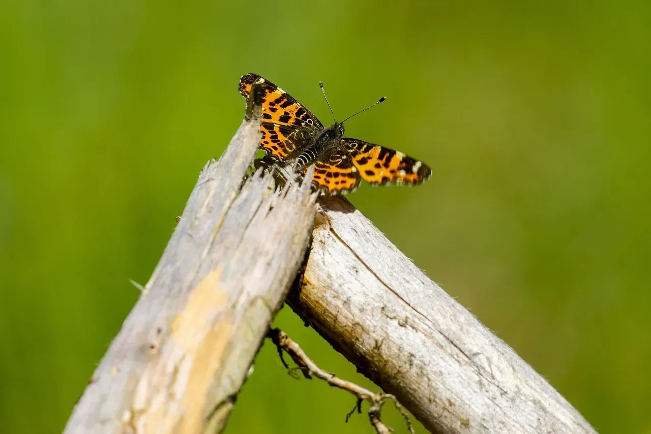 8. Seismic Signaling: How Insects and Spiders Talk Through Surfaces (Image Credits: Pixabay)