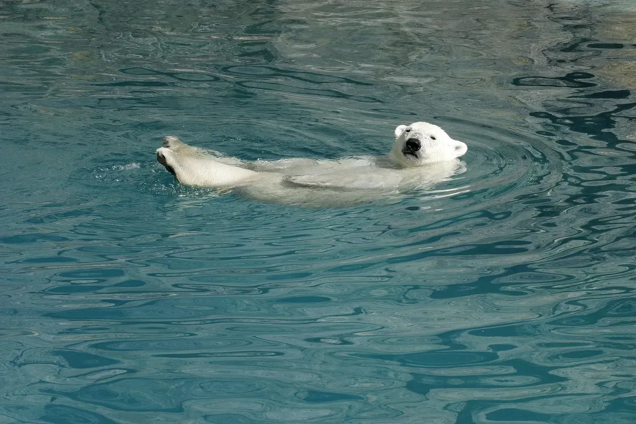 They're Among the Best Swimmers in the Mammal World (Image Credits: Pixabay)