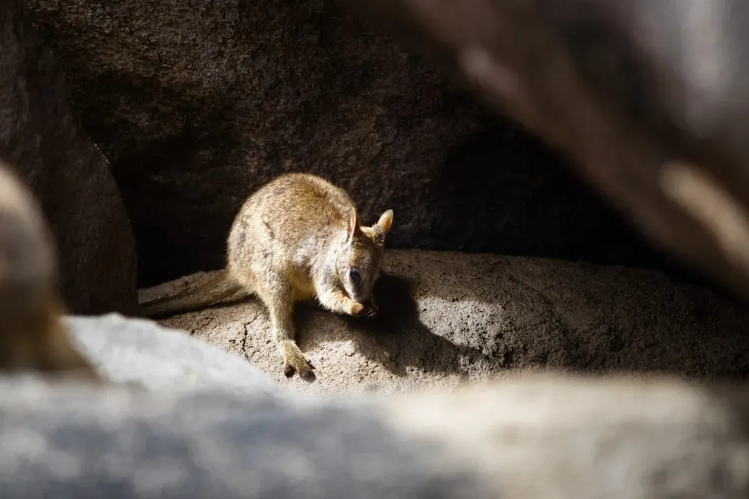 Giant Kangaroo Rat (Image Credits: Unsplash)