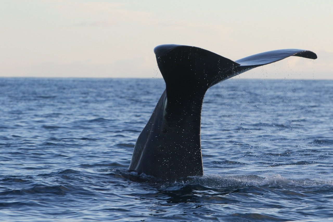 Sperm Whales and Their Vertical Sleep Phenomenon (Image Credits: Pixabay)