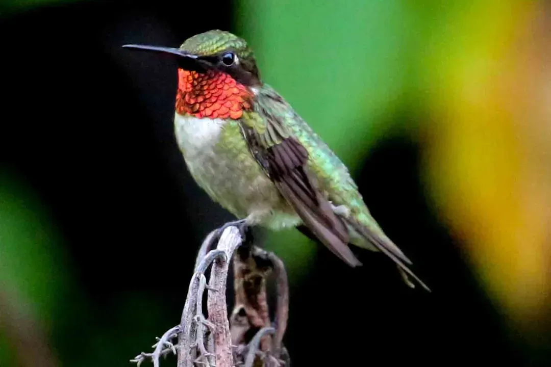 #9 - A Hummingbird Sitting Still Isn't Sick. It's Strategizing. (Image Credits: Unsplash)