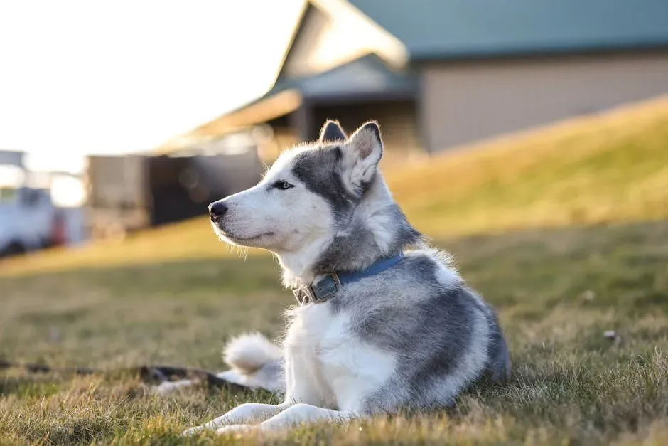 10. Siberian Husky (Image Credits: Pexels)