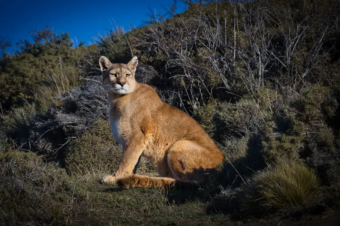 #4. P-22: California's Most Famous Mountain Lion and What His Story Reveals (Image Credits: Unsplash)