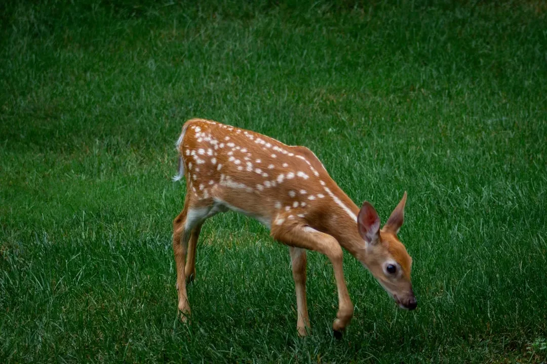 #5. The Range: Just How Far Can a Deer Actually Smell? (Image Credits: Unsplash)