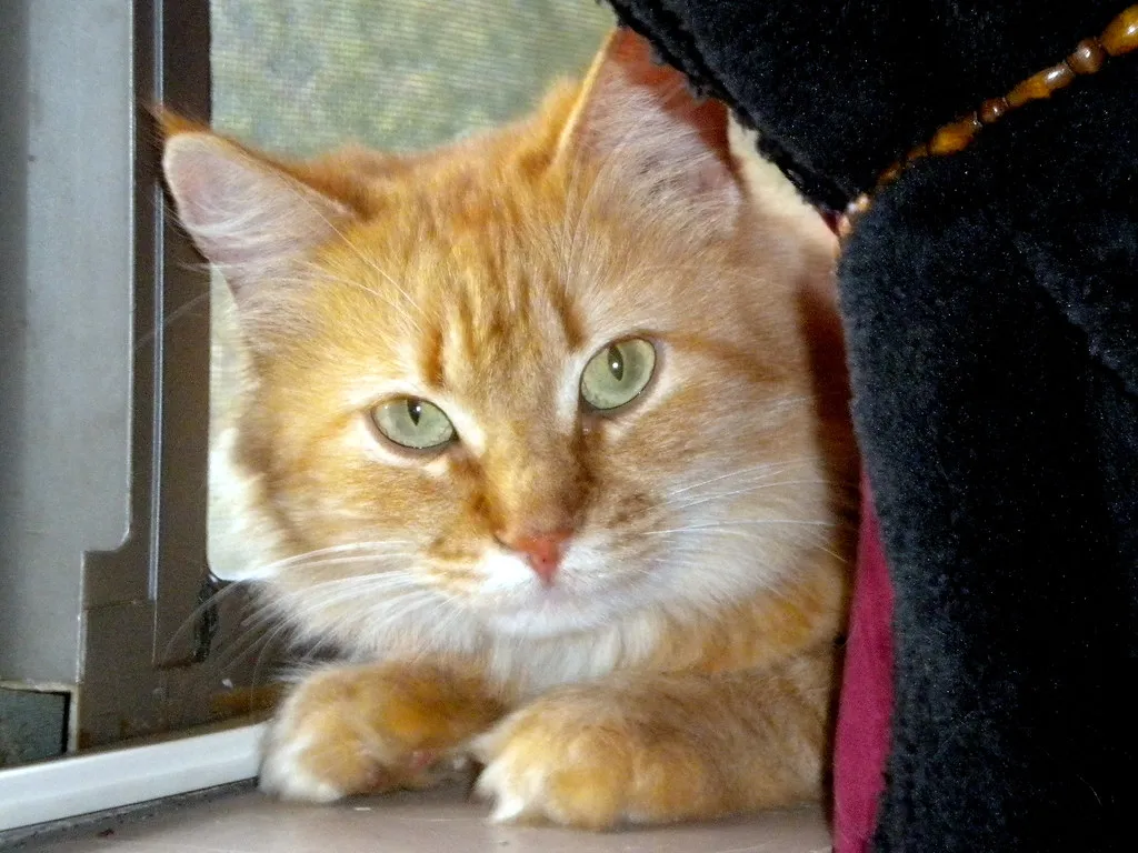 #15 - They Position Themselves Where They Can See You, Even Without Touching You (anyjazz65, Flickr, CC BY 2.0)