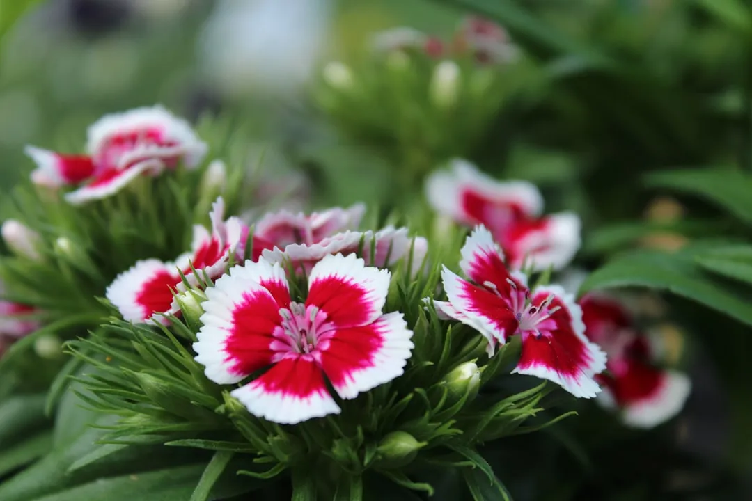 #3 - Pinks: Dianthus That Perfume the Air (Image Credits: Unsplash)