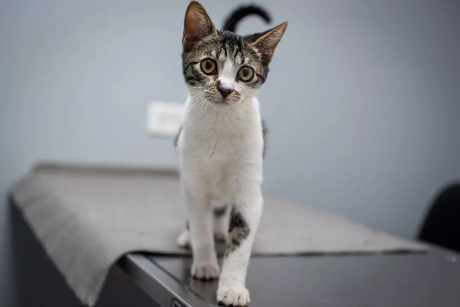 #6 - Male Cats in Some Regions Face Subtle Bias (Image Credits: Pexels)
