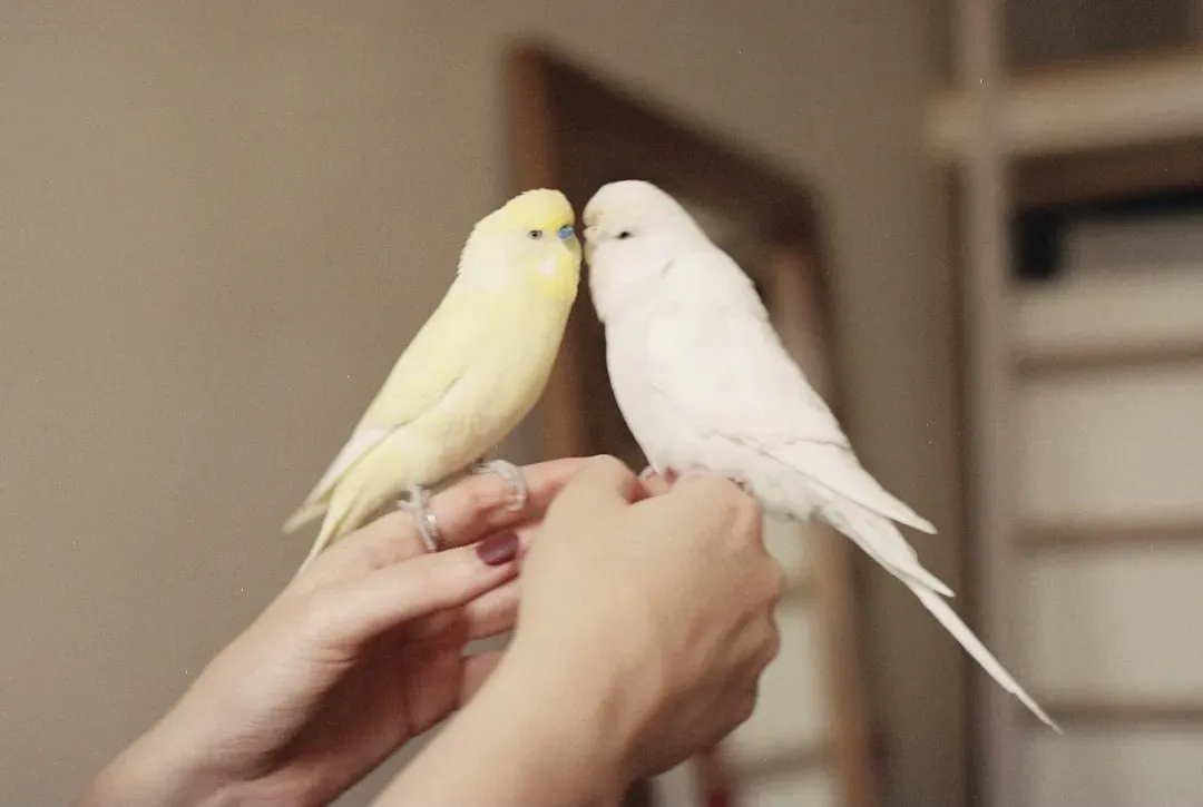 Birds That Require Constant Interaction (Image Credits: Unsplash)