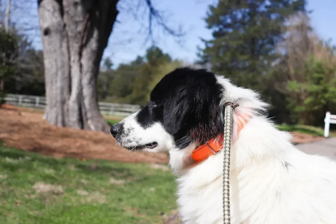 2. Australian Shepherd: The All-Around Farm Partner (Image Credits: Unsplash)