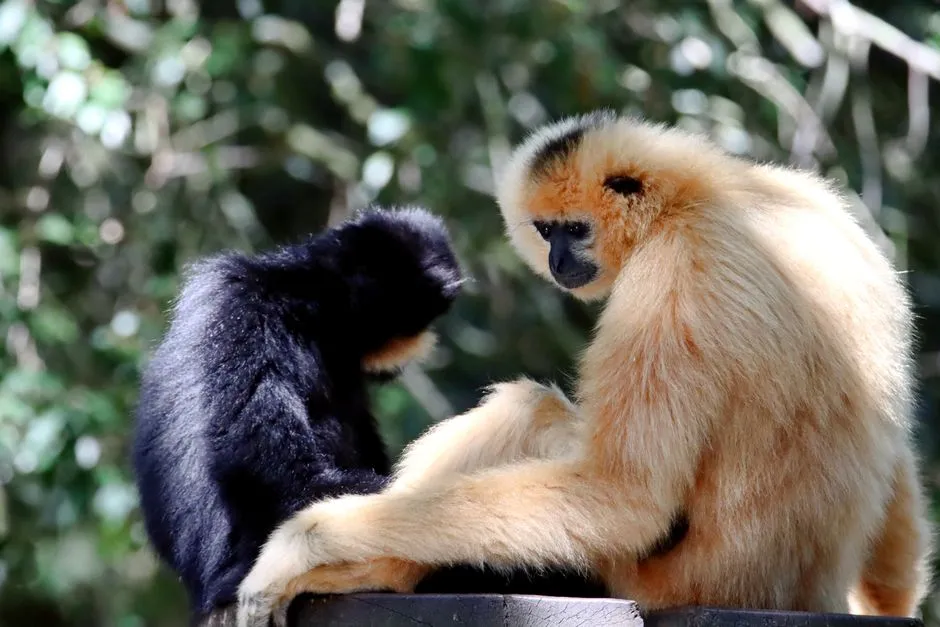 #2 - Gibbons: The Song-Bond Specialists (Image Credits: Pexels)