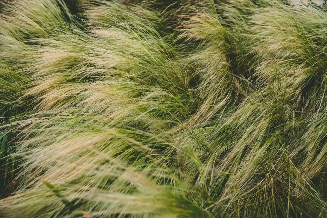 #10 - Ornamental Grasses: The "Background" Plants That Steal the Show (Image Credits: Unsplash)