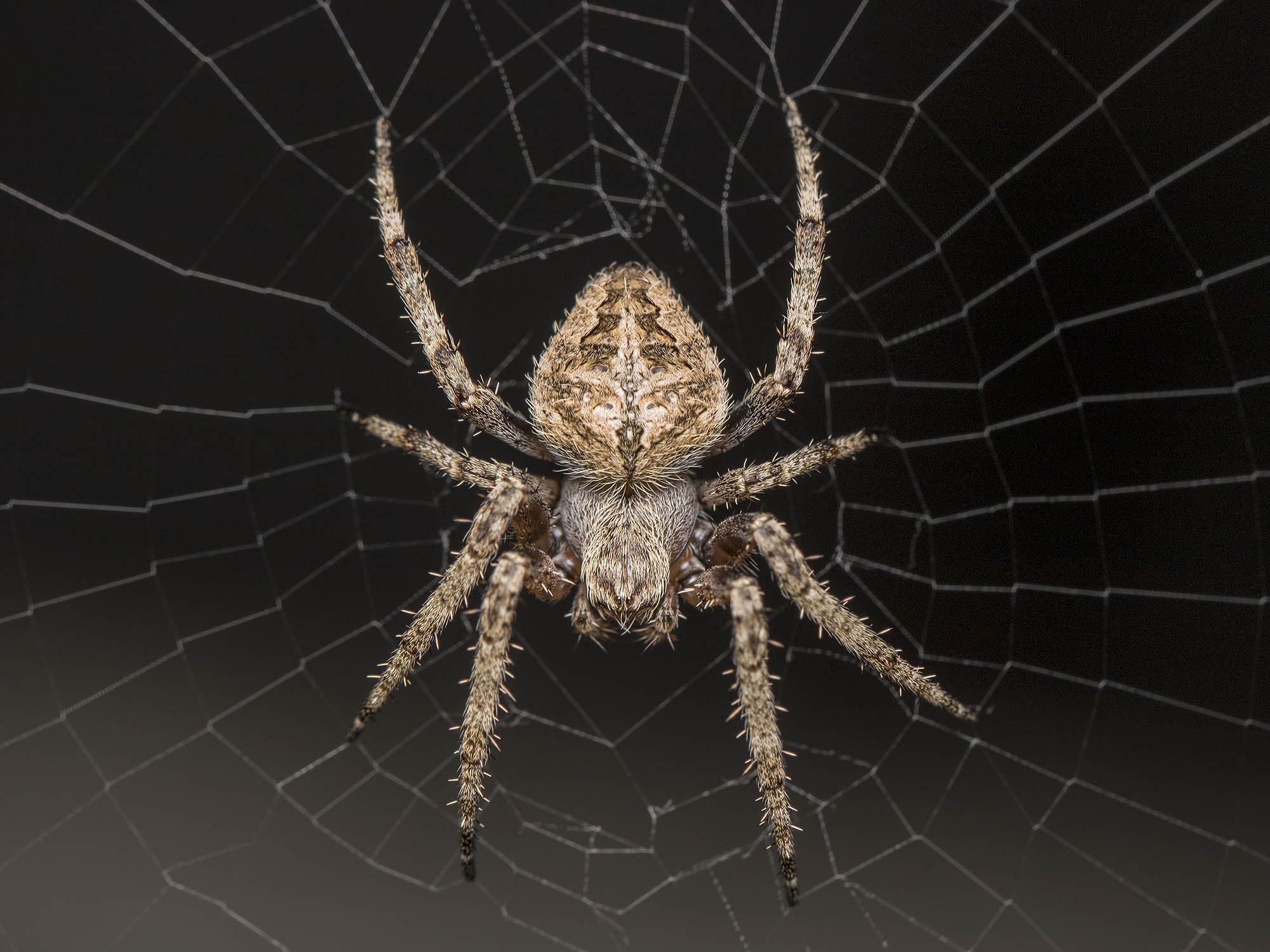 Spiders: Vibration Masters Reading Environmental Fear Signals (Image Credits: Wikimedia)