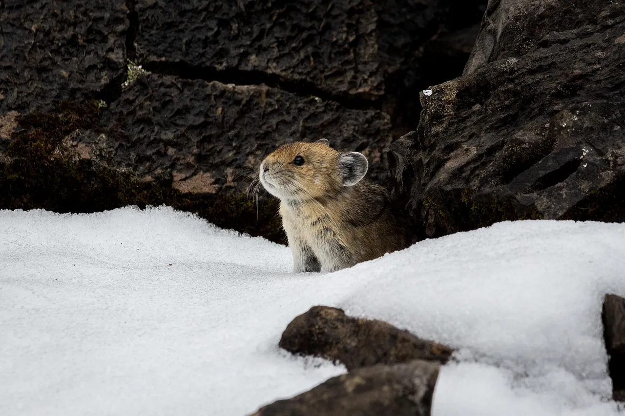 10. The Same Traits That Save Them in Winter Put Them at Risk in Summer (Image Credits: Pixabay)