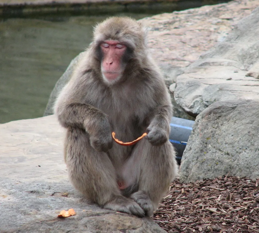 Are Chimps Remembering Like We Do? (BotheredByBees, Flickr, CC BY 2.0)