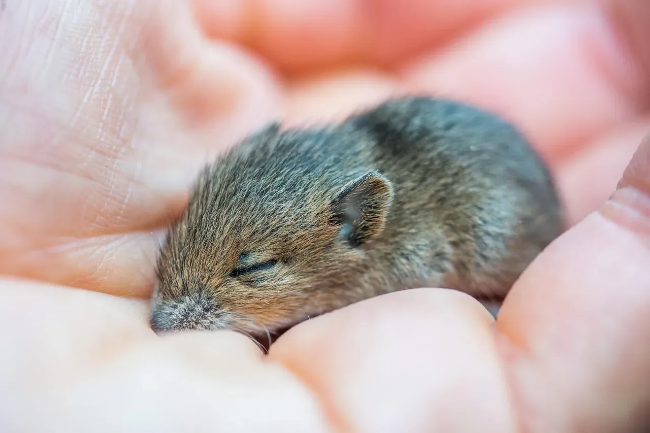 2. Cumulina the Mouse: Small Animal, Massive Discovery (Image Credits: Pixabay)