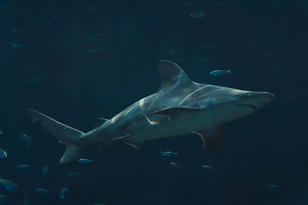 Sharks Are Older Than You Can Possibly Imagine (Image Credits: Unsplash)