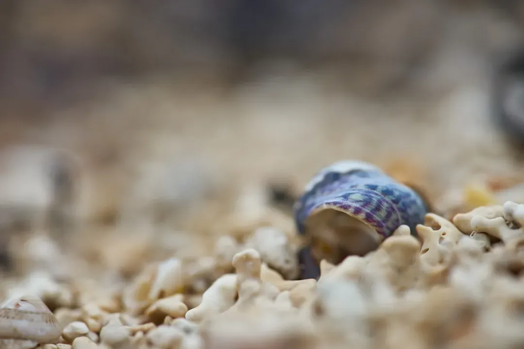 Desert Snails Sleep for Years (Image Credits: Unsplash)