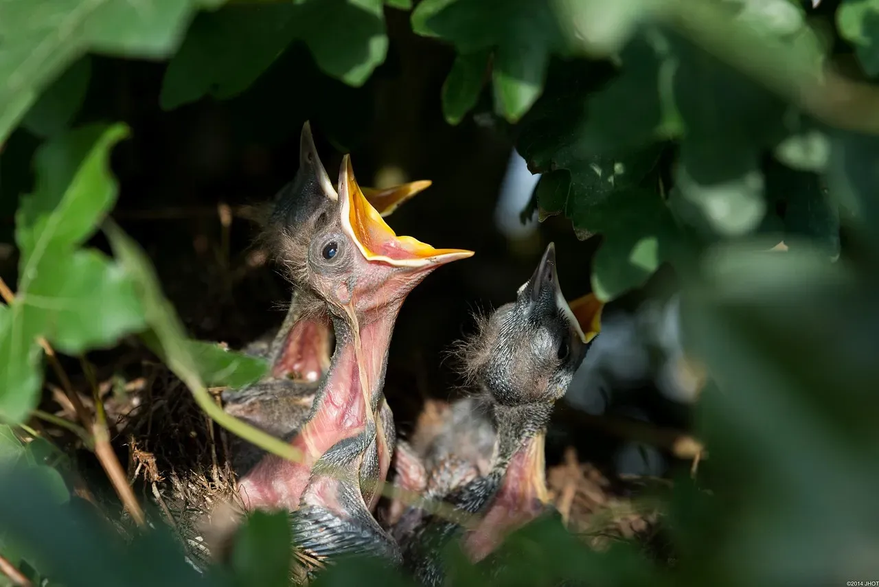 Touching a Baby Bird Will Make Its Mother Abandon It (Image Credits: Pixabay)