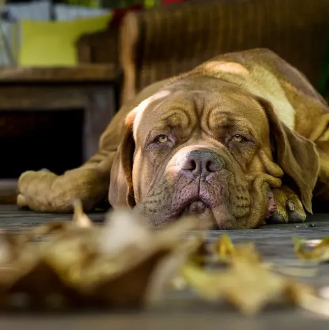 16. English Mastiff - Dignified Calm in a Colossal Frame (Image Credits: Pexels)