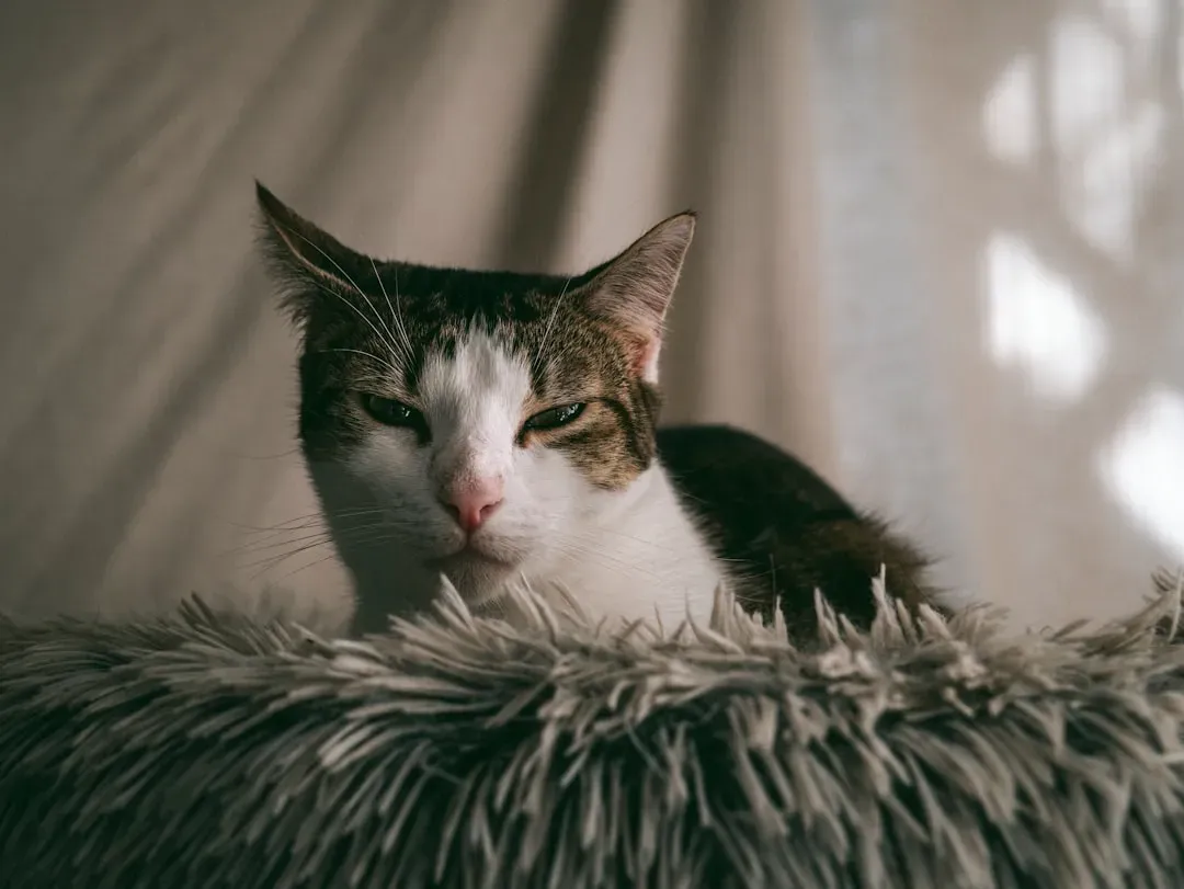 Ears That Tell a Story (Image Credits: Unsplash)