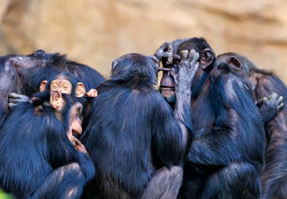 #4 Grooming Lowers Stress Hormones and Buffers Everyday Life (Image Credits: Pexels)