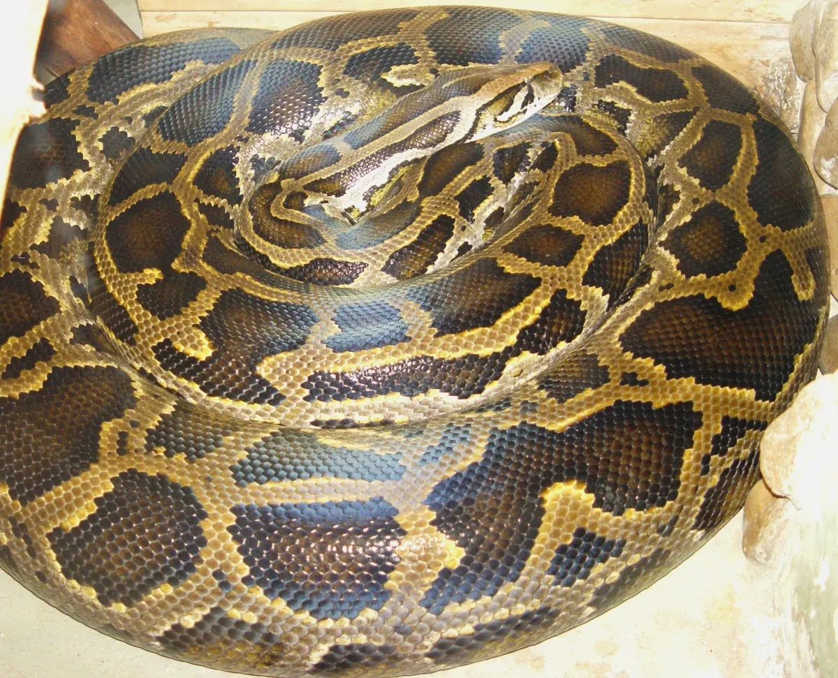 1. Burmese Python (By This photography was created by Mariluna. Other photos see here., CC BY-SA 3.0)