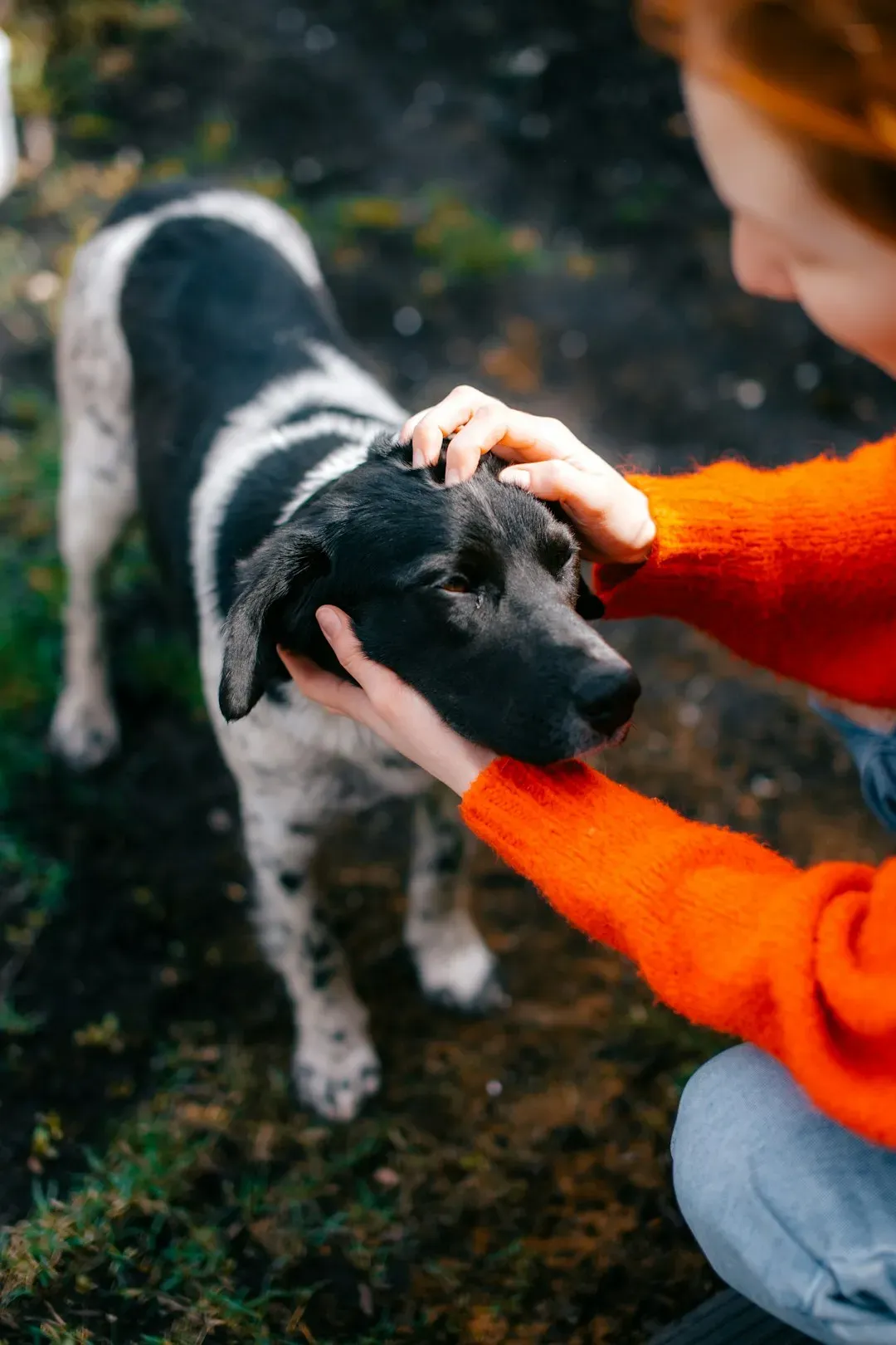 11. Greets Strangers with Open Paws (Image Credits: Unsplash)