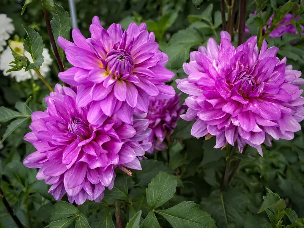 Dahlias: The Compact Varieties You've Been Ignoring (F. D. Richards, Flickr, CC BY-SA 2.0)