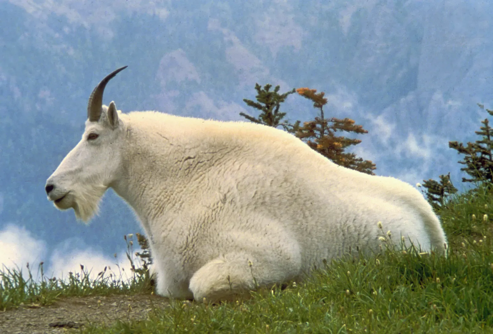 Capricorn: The Mountain Climber (Image Credits: Wikimedia)