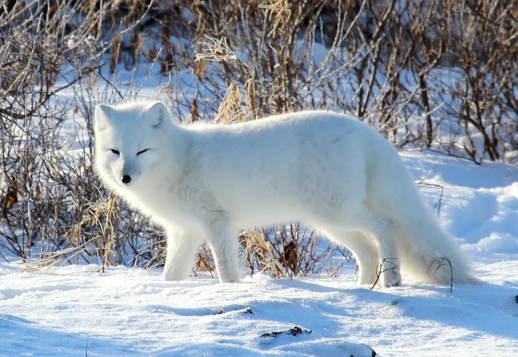 The Land Animals: Foxes, Voles, and the Ghost of Polar Bears (em_j_bishop, Flickr, CC BY 2.0)