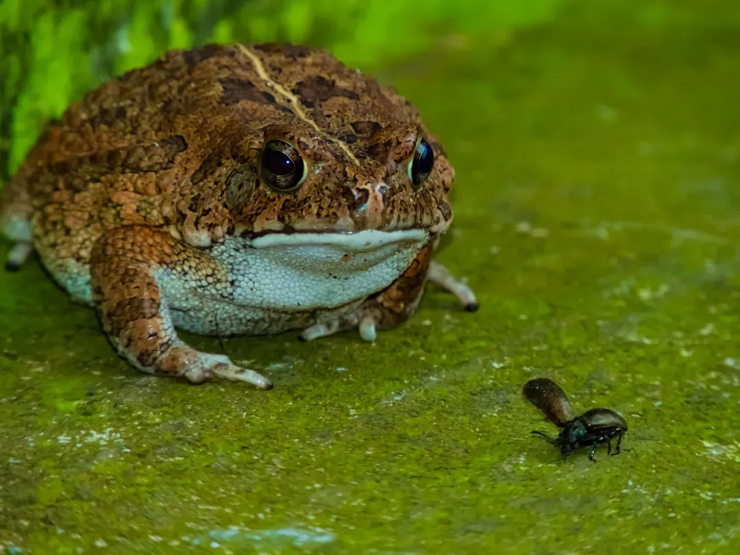 Toads: Amphibian Forecasters in Peak Mating Season (Image Credits: Unsplash)