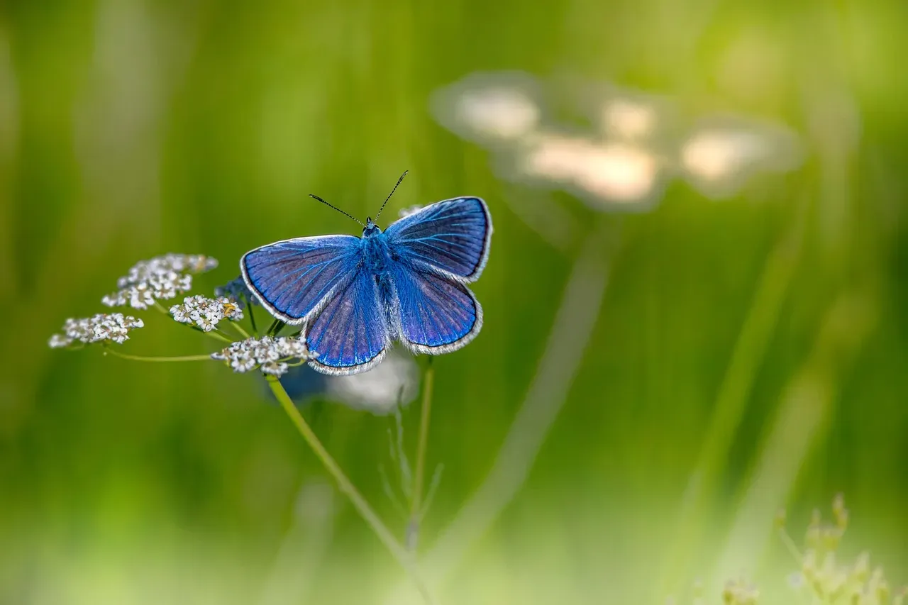 A Final Thought on Wings, Wild Places, and Why It Matters (Image Credits: Pixabay)