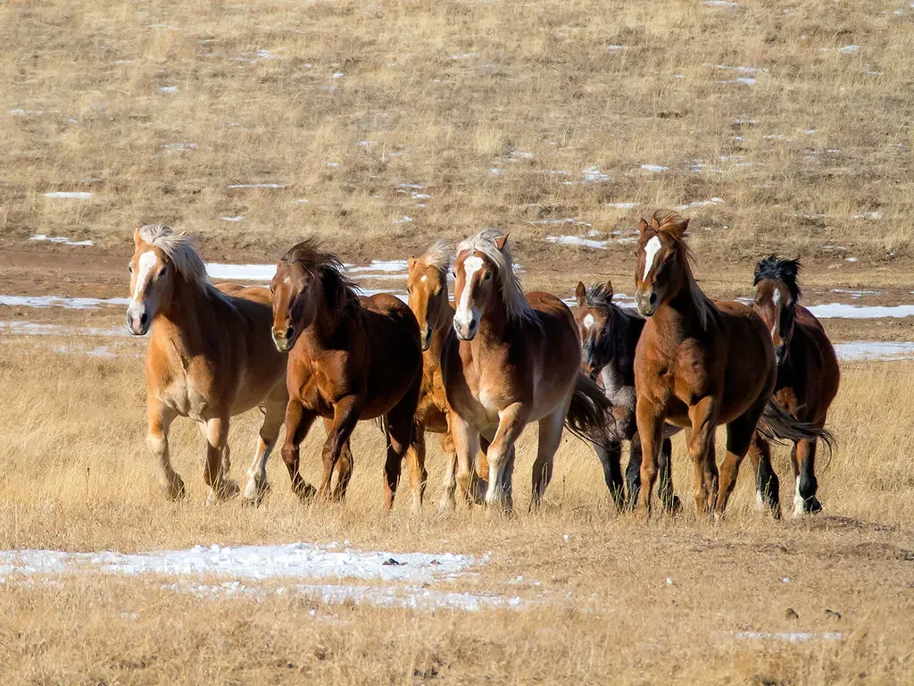 Pryor Mountain Wild Horse Range, Montana and Wyoming (Image Credits: Flickr)