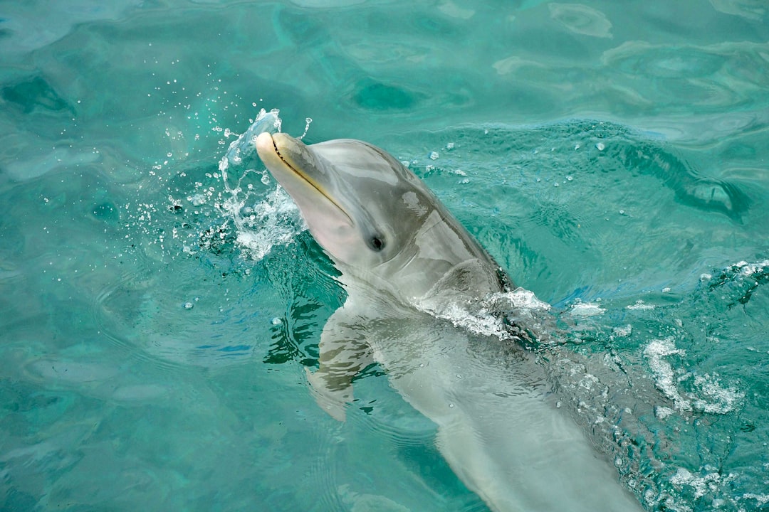 Tool Use Mastery: The Sponging Tradition of Shark Bay (Image Credits: Unsplash)