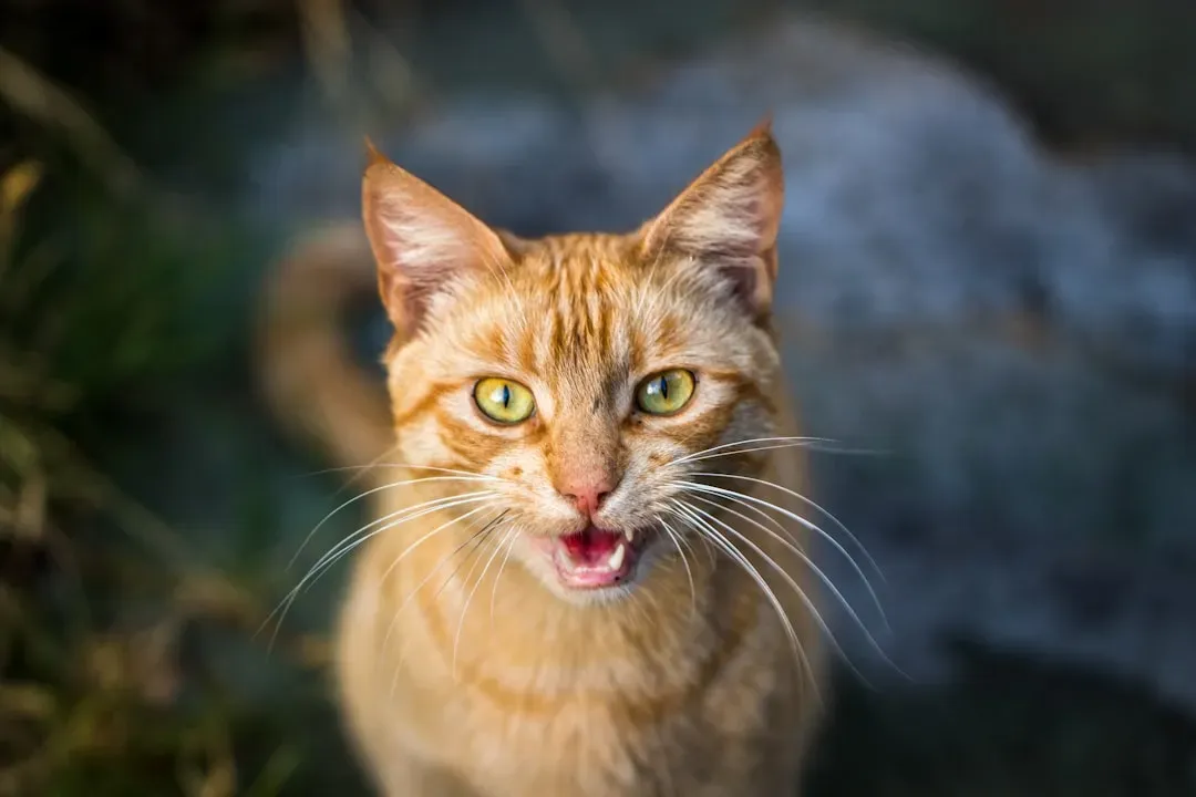 Purring That Isn't About Contentment (Image Credits: Unsplash)