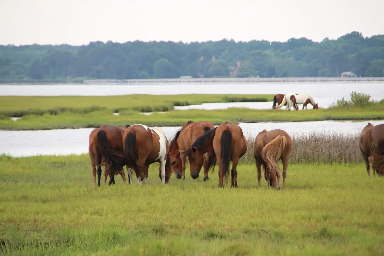 California Sanctuaries Preserve Genetic Diversity (Image Credits: Pixabay)