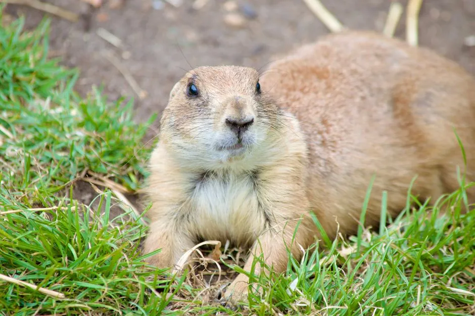 #3 Reading color into a rodent's chirp (Image Credits: Pexels)