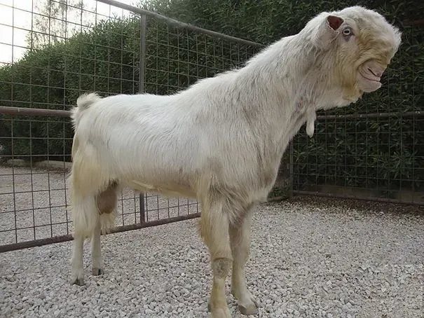 1. Damascus Goat (Image Credits: Damascus Goat: Pinterest)