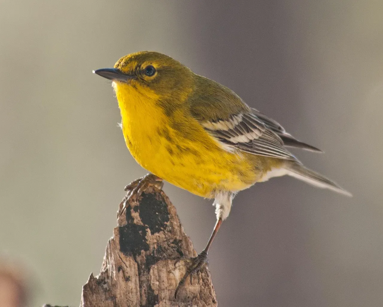Kirtland's Warbler: A Songbird Success Decades in the Making (Image Credits: Pixabay)