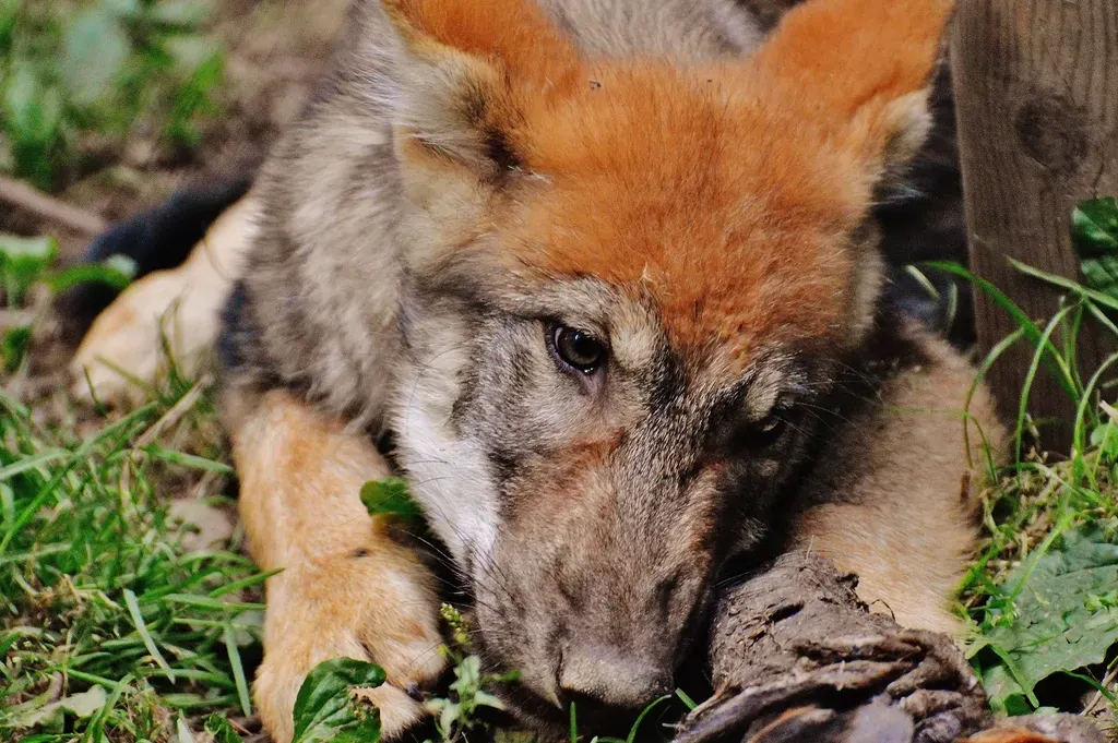 What the Red Wolf Means for the Wild World Around It (Image Credits: Rawpixel)