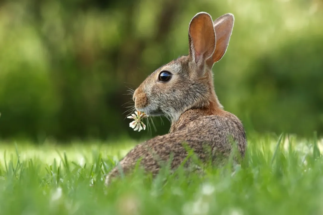 Libra: The Elegant Rabbit (Image Credits: Unsplash)